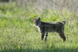 BOBCAT - Lynx rufus
