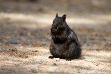 Eastern Gray Squirrel black _S9S3031.jpg