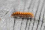 Caterpillar _11R8684.jpg