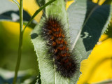 Salt Marsh Moth Caterpillar _MG_3882.jpg