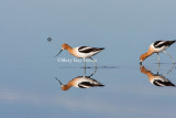 American Avocet _H9G9459n.jpg