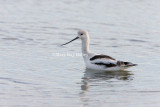 American Avocet winter plumage _I9I4792.jpg