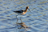 American Avocet _S9S8566.jpg