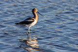 American Avocet _S9S8580.jpg