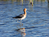 American Avocet _S9S8592.jpg