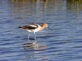 American Avocet _S9S8596.jpg