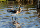 American Avocet _S9S8628.jpg