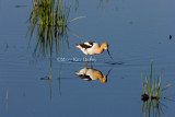 American Avocet _S9S9188.jpg