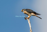 American Kestrel _MK22094.jpg