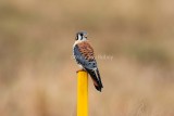 American Kestrel male _H9G4412.jpg