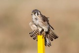 American Kestrel female _H9G4607.jpg