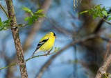 American Goldfinch D4EC9050.jpg