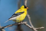 American Goldfinch D4EC9061.jpg