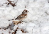 American Tree Sparrow _11R2323.jpg