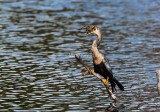 Anhinga _11R8577.jpg