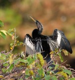 Anhinga _I9I9521.jpg