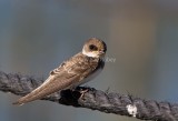 Bank Swallow _MG_6151.jpg