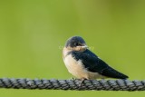 Barn Swallow juvenile 58FB8664.jpg