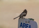 Black Phoebe _7MK6959.jpg