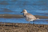 Black-bellied Plover D4EC9091.jpg