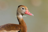 Black-bellied Whistling-Duck _I9I8079.jpg