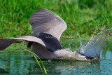 Black-crowned Night-heron D4EC4977.jpg