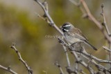 Black-throated Sparrow $_7MK8892.jpg