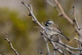 Black-throated Sparrow _7MK8896.jpg