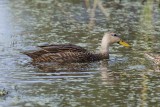 Mottled Duck 58FB1091.jpg