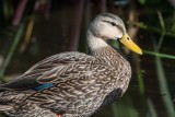 Mottled Duck D4EC4851.jpg