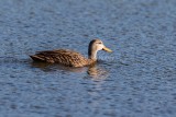 Mottled Duck _MK25043.jpg