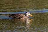 Mottled Duck male possible hybrid _MK25034.jpg