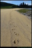 Settlement Beach - footsteps