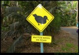 Mutton Bird sign