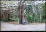 Lord Howe Island - banyan trees everywhere!