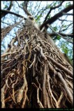 Lord Howe Island - banyan trees everywhere!