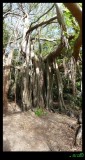 Banyan Tree - amazing above ground root system