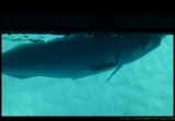 LHI - coral viewing in glass bottom boat