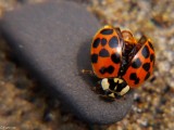 Ladybug on Beach