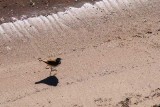 Plover and Shadow