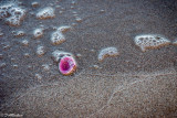Pink Shell on Seashore