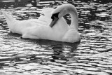 Swan and Ripples