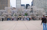 Weiwei in Nathan Phillips Square