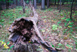 Fallen Tree