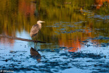Blue Heron 