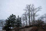 Trees on the Edge