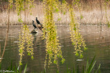 Cormorants on Grenadier Pond