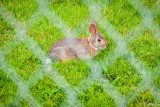 This little rabbit lives in the garden next door