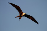 Frigate Bird