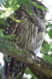 Owl (ID Needed)